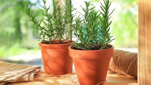 6 Tips Merawat Tanaman Obat Keluarga di Lahan Sempit
